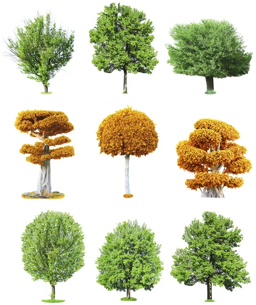 Alberi diversi impostati — Foto Stock