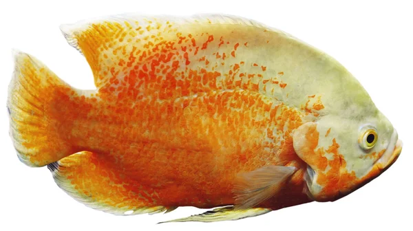 Экзотические рыбы на белом — стоковое фото