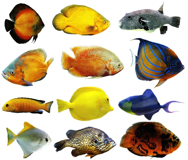 Egzotik balıkları, izole