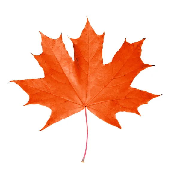 Red maple leaf isolated — Stock Photo, Image