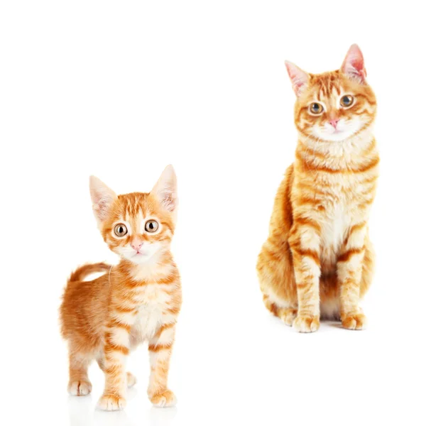 Cure red cats isolated on white — Stock Photo, Image