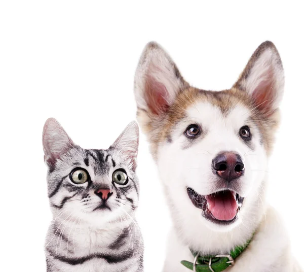 Katze und Hund isoliert auf weiß — Stockfoto