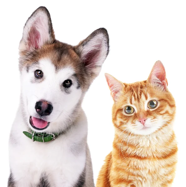 Gato y perro aislados — Foto de Stock