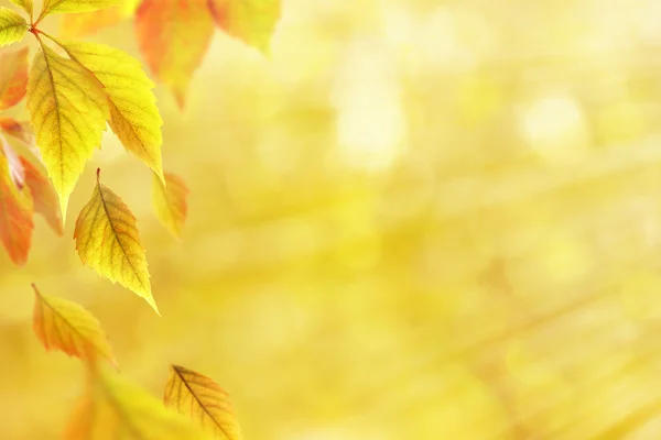 Herfstbladeren op natuur achtergrond — Stockfoto