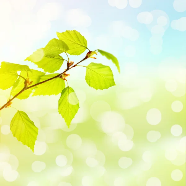 Zelené listy na přírodním pozadí — Stock fotografie