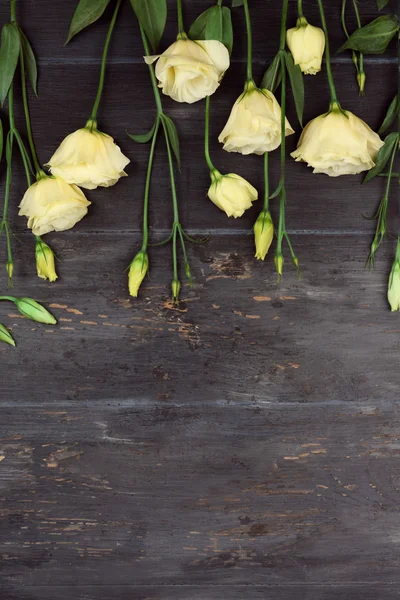 Lindas rosas eustoma — Fotografia de Stock