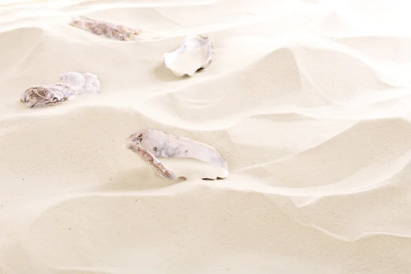Mušle na mořském písku — Stock fotografie