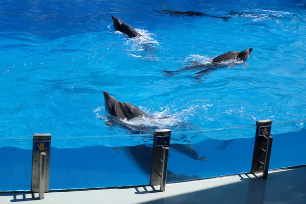 Schattig dolfijnen in het Dolfinarium — Stockfoto