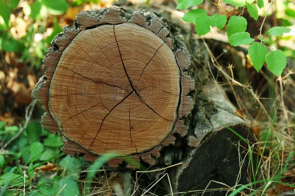 Anillos anuales de un tronco de árbol en el bosque — Foto de Stock