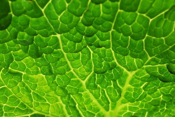 Hoja de col de saboya de fondo, macro —  Fotos de Stock