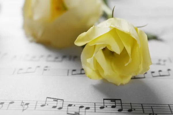 Piękne białe róże na nutach strony tło — Zdjęcie stockowe