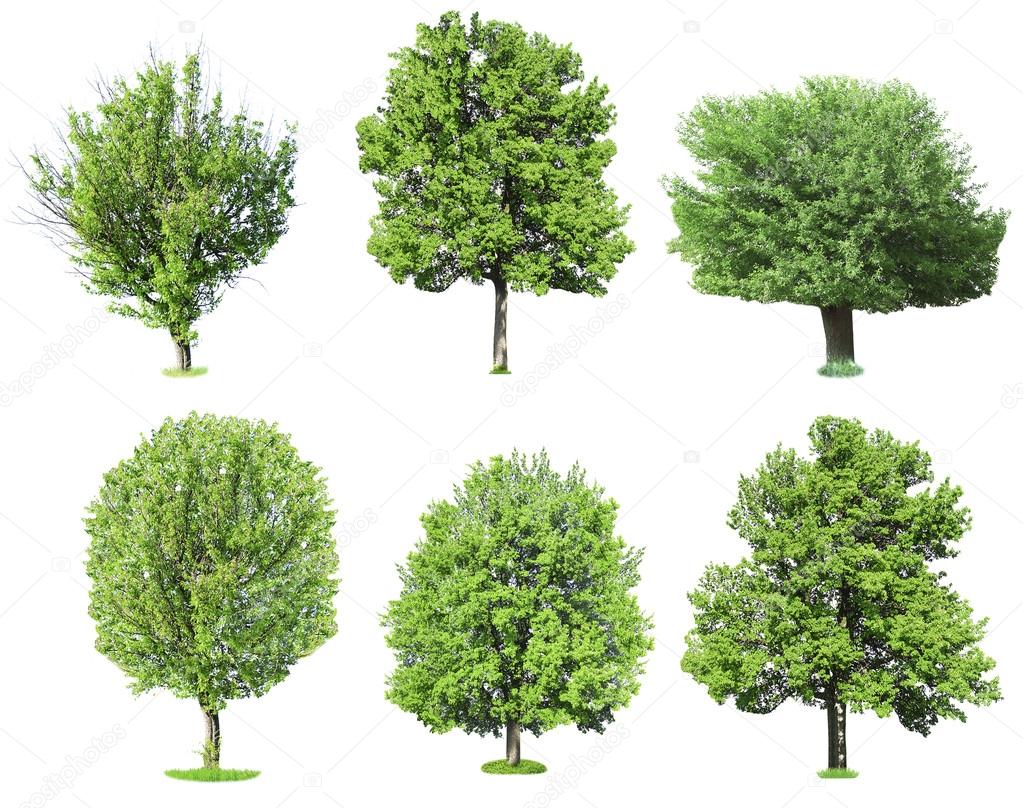 Green trees set 
