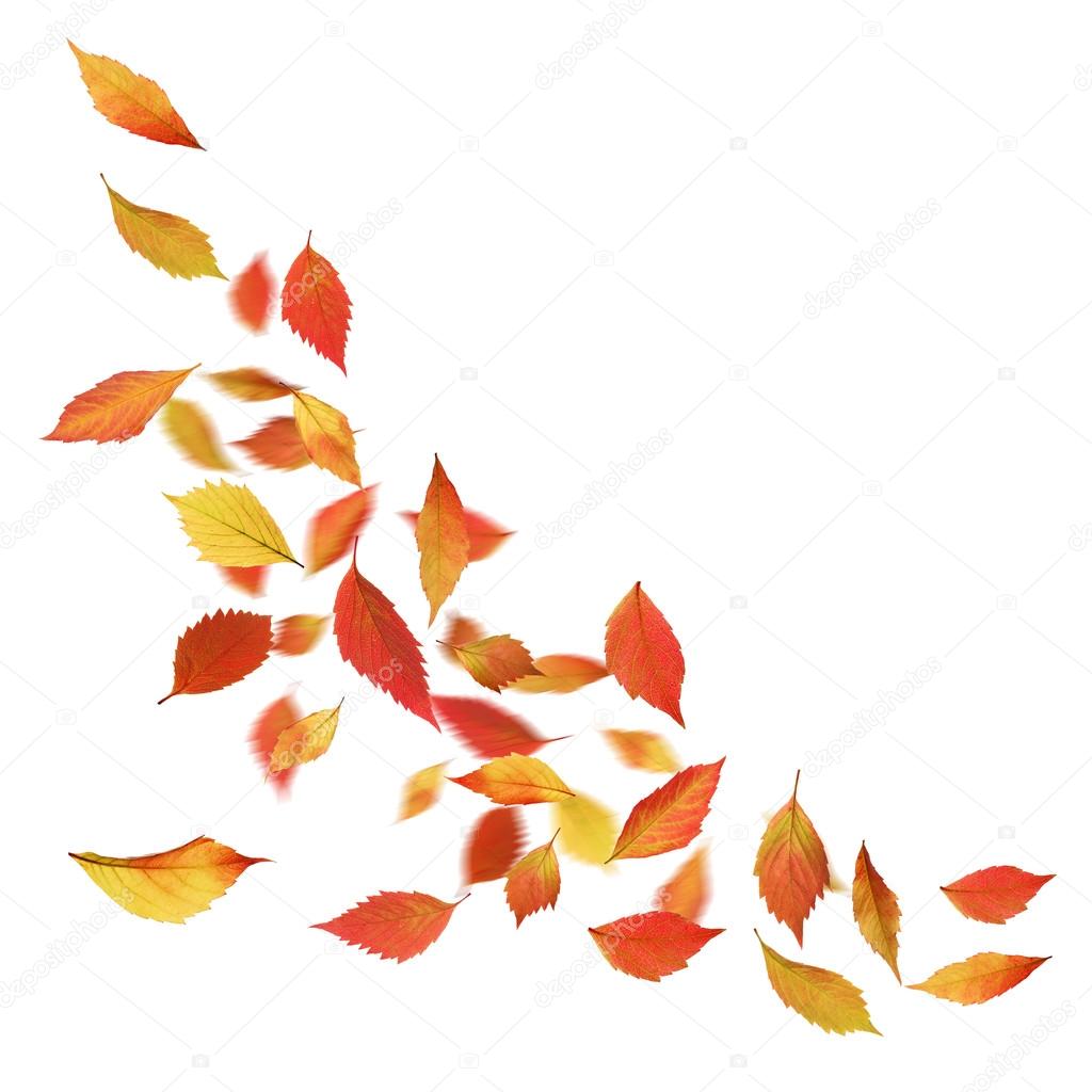 Autumn leaves falling down isolated