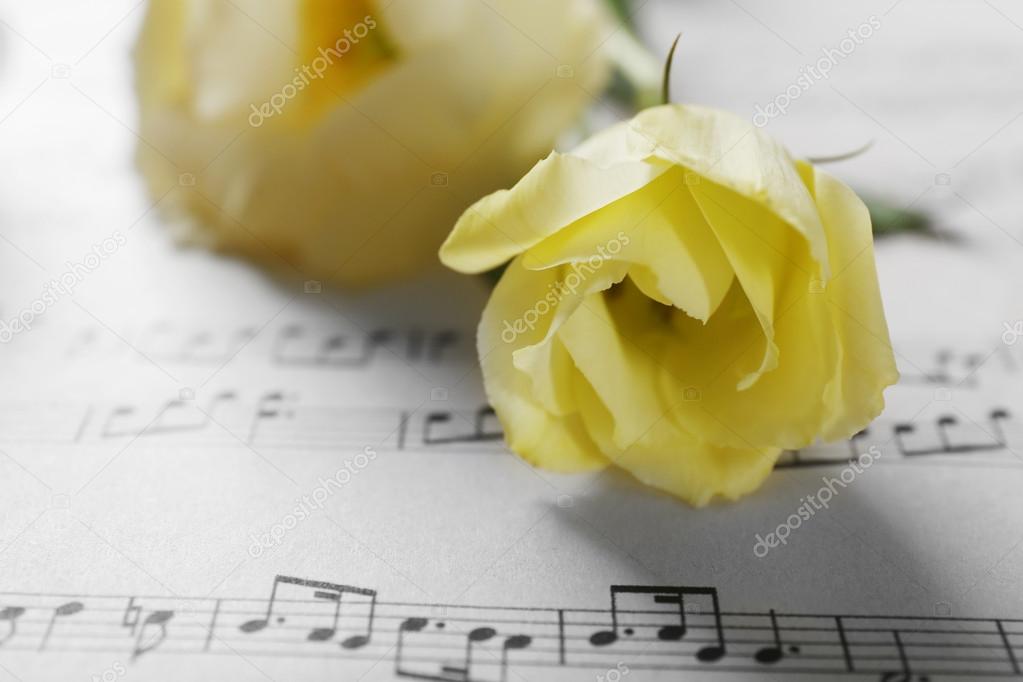 Beautiful white roses on musical notes pages background