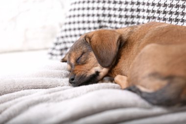 Evde kanepede uyuyan sevimli köpek yavrusu