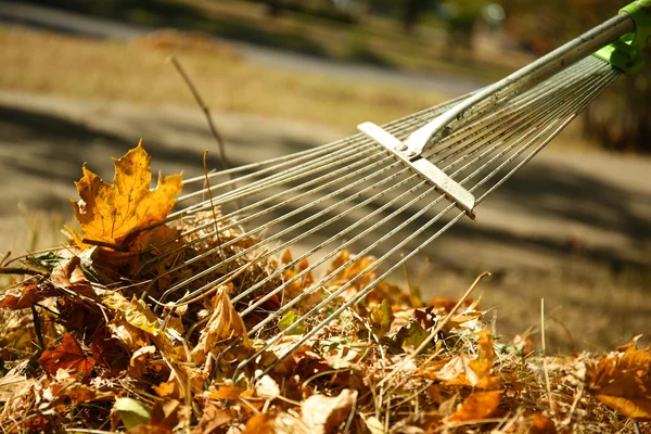 Fallen leaves and rake at the park — Stock Photo, Image