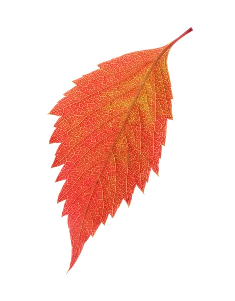 Folha vermelha de outono isolada em branco — Fotografia de Stock