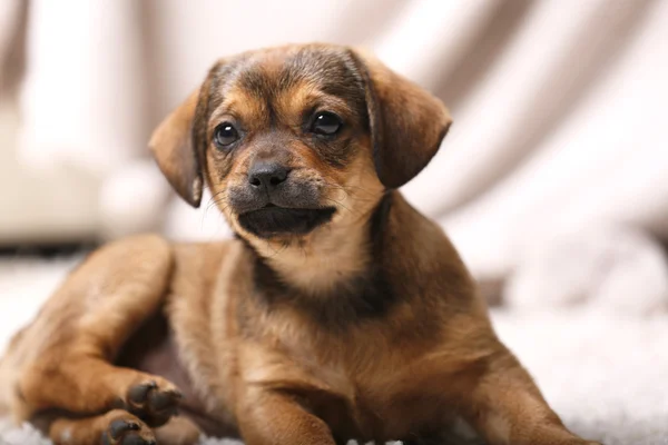 Schattige puppy op tapijt thuis — Stockfoto