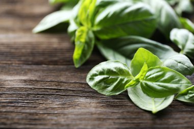 Yeşil taze fesleğen