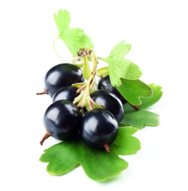 Beyaz izole yeşil yaprakları ile vahşi Siyah frenk üzümü