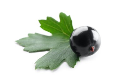 Vahşi Siyah frenk üzümü üzerinde beyaz izole yeşil yaprak yığını