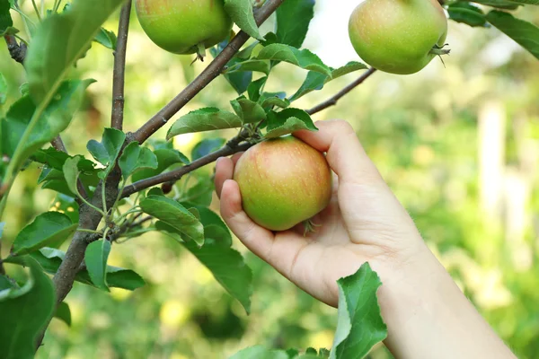 Γυναικείο χέρι picking μήλο — Φωτογραφία Αρχείου