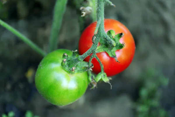 Tomatoes growing in garden — Stock Photo, Image