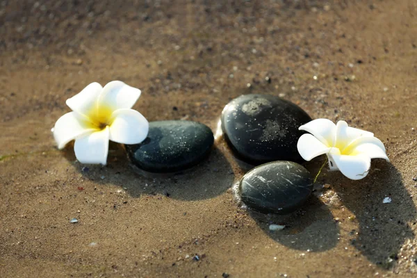 Kieselsteine mit Plumeria an der Küste — Stockfoto