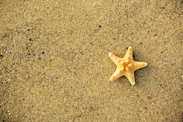 Bela estrela-do-mar na praia — Fotografia de Stock