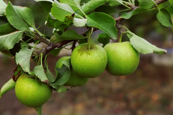 Verse rijpe groene appels — Stockfoto