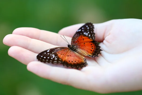 Mariposa colorida en la mano — Foto de Stock