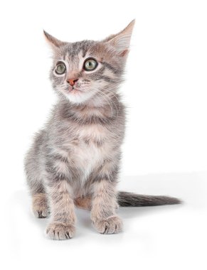 Beyaz izole şirin küçük gri kedi