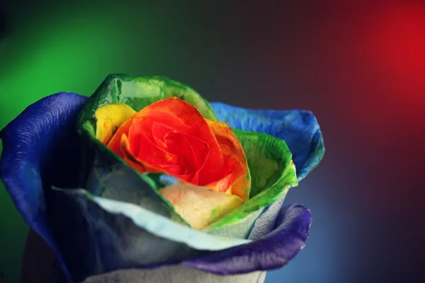 Beautiful painted rose — Stock Photo, Image