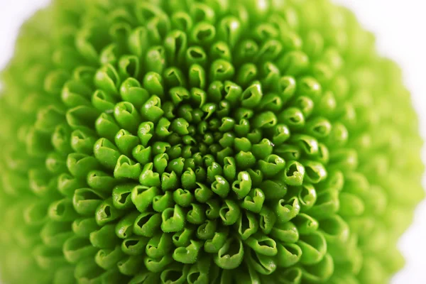 Green fresh chrysanthemum, close up — Stock Photo, Image