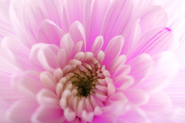 Tender pink chrysanthemum, macro — Stock Photo, Image