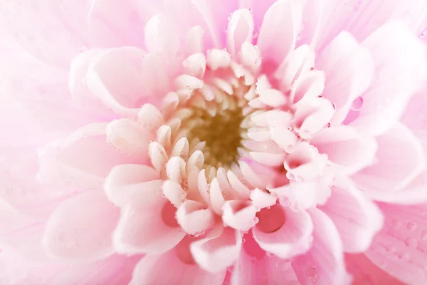 Tender pink chrysanthemum, macro — Stock Photo, Image