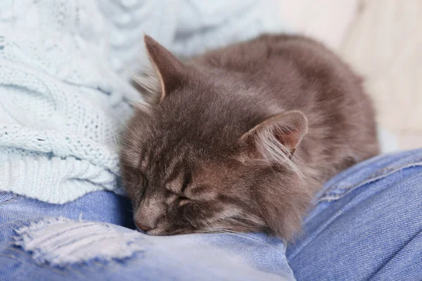 Gato preguiçoso cinza dormindo de joelhos da mulher no quarto — Fotografia de Stock