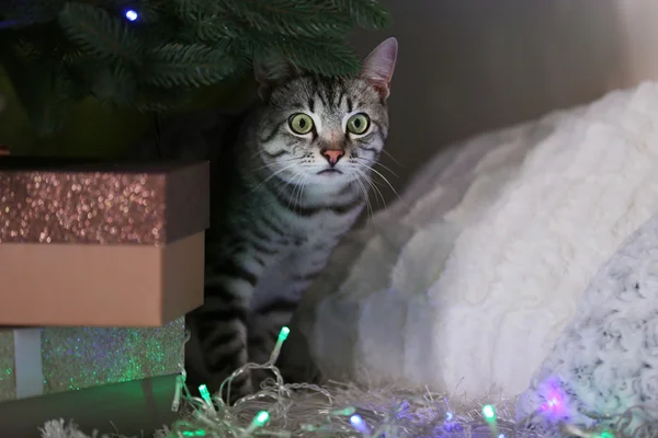 装飾でクリスマス ツリーの近くの美しい猫 — ストック写真