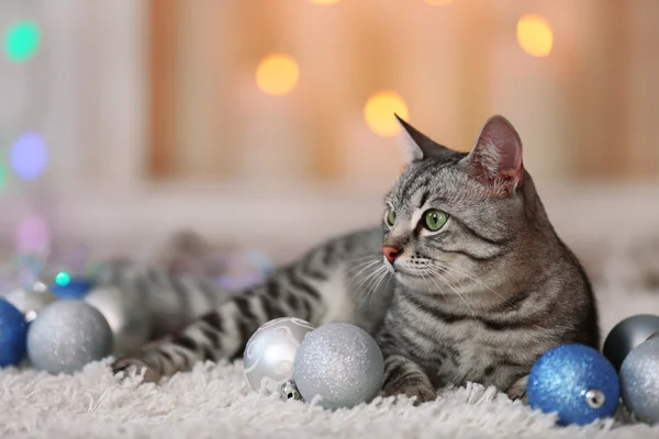 Beautiful cat on light background — Stock Photo, Image