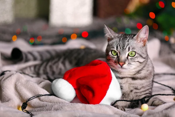 Beau chat près de l'arbre de Noël avec décoration — Photo