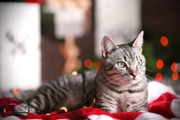 Krásná kočka u vánočního stromu s výzdobou — Stock fotografie