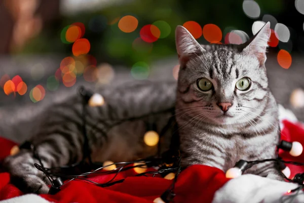 Όμορφη γάτα κοντά χριστουγεννιάτικο δέντρο με διακόσμηση — Φωτογραφία Αρχείου