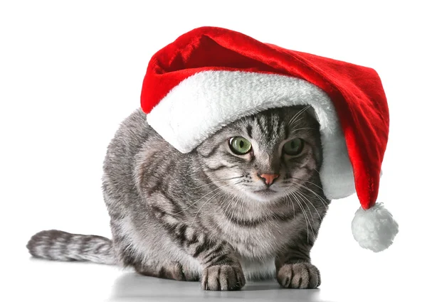 Gatto di Natale isolato su bianco — Foto Stock