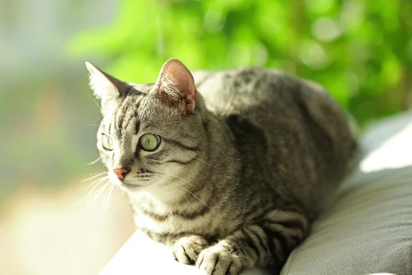 Beautiful cat on sofa — Stock Photo, Image