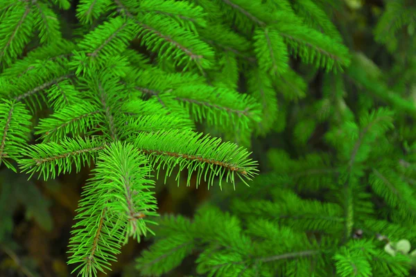 Albero di pino sfondo — Foto Stock