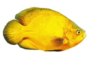 Beyaz egzotik balık