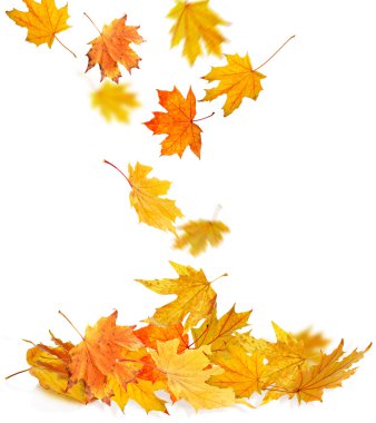 Sonbahar yığını izole bırakır