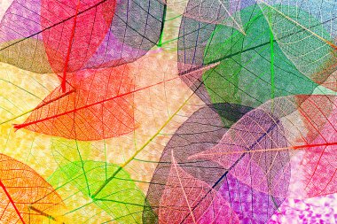 iskelet yaprakları arka plan