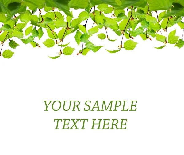 Green leaves background — Stock Photo, Image