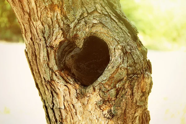 심장 모양에는 속이 빈 나무 — 스톡 사진